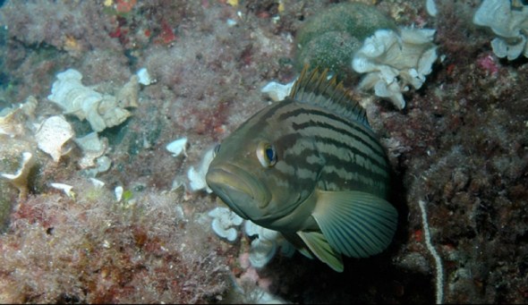 Diving Center Fornells