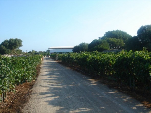 Bodegas Binifadet Menorca